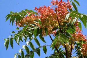 Drzewa liściaste Drzewa liściaste